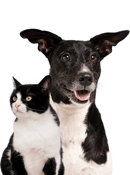 pet