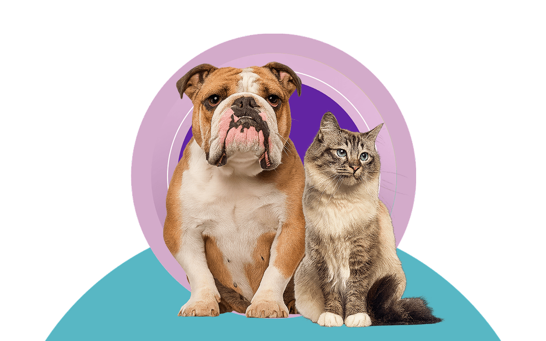 Fundo de Apresentação com cachorro e gato