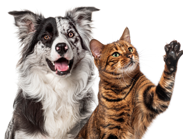 Cachorro e gato