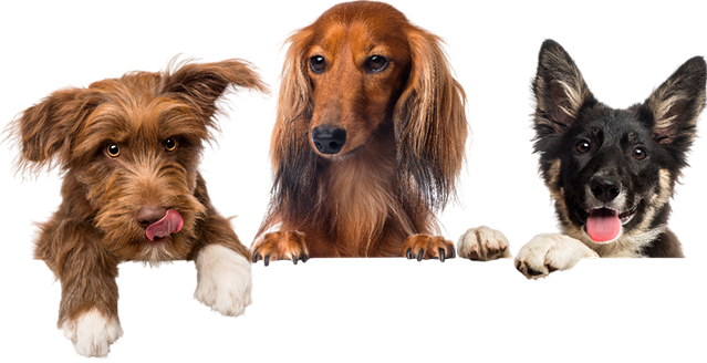 group of dogs